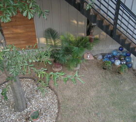 backyard koi pond, The tree is visible in this picture It is offset from the walkway by 15 feet