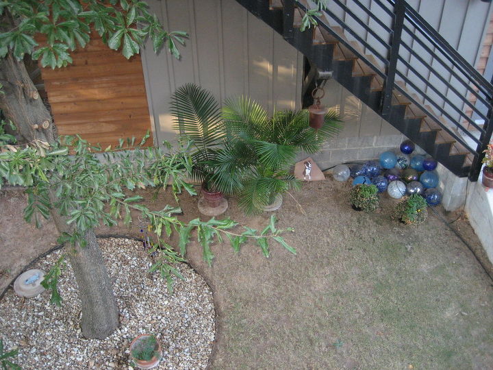 backyard koi pond, The tree is visible in this picture It is offset from the walkway by 15 feet