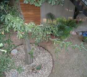 backyard koi pond, This is also a picture of the backyard where the pond will be located In this picture the tree is clearly visible We are concerned about the roots and how close we can dig near the tree