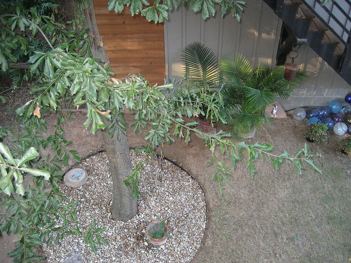 backyard koi pond, This is also a picture of the backyard where the pond will be located In this picture the tree is clearly visible We are concerned about the roots and how close we can dig near the tree