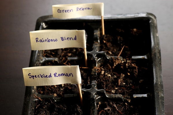 mantenha seu polegar verde com estas 4 chaves para jardinagem de inverno, sementes de tomate