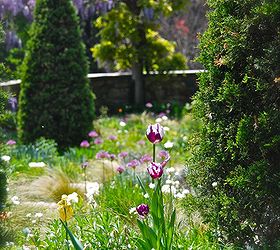 chanticleer s gravel amp ruin gardens in april, gardening, Tulip Rem s Favorite looking down at the wisteria pergola at Chanticleer