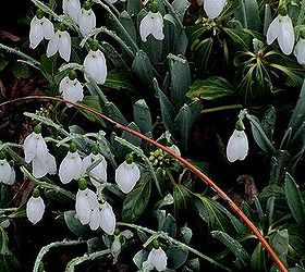 winter color in the garden, flowers, gardening, Snowdrops delicate flowers from a tough bulb that blooms mid winter