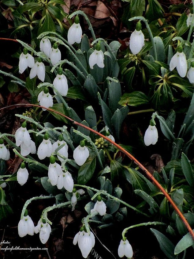color de invierno en el jardin, Snowdrops delicadas flores de un bulbo resistente que florece a mediados del invierno