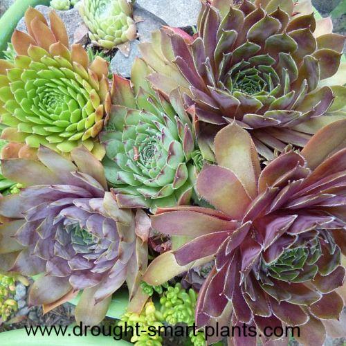 more gorgeous sempervivum, gardening, Ranging from purple to blue to jade green to bright lime there is no limit to the colors of the many different varieties and species of Sempervivum