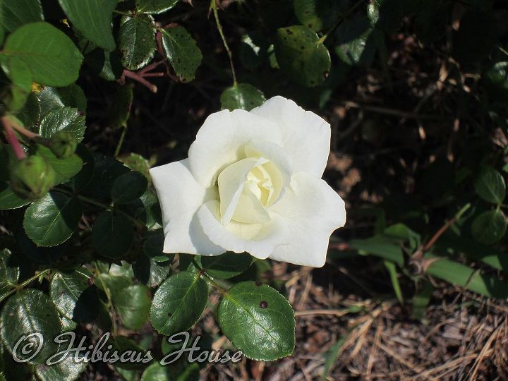 does anyone know the name of this rose, gardening