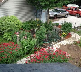 flowers and garden 2013, flowers, gardening, hibiscus, hydrangea, Garden beside garage