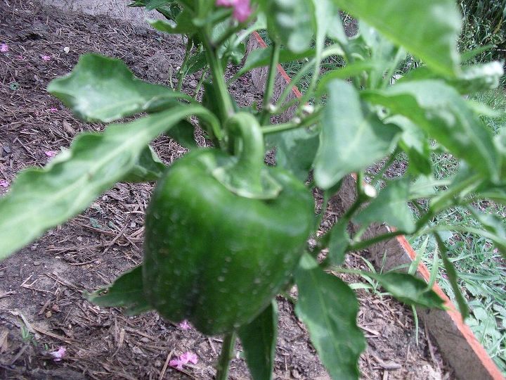 my garden, Bell Pepper