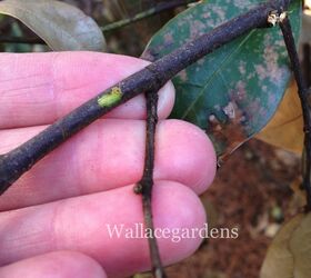 clean up after the polar vortex springgardening, container gardening, flowers, gardening, landscape, perennial, This is the branch from the winter damaged evergreen Magnolia That little fingernail scratch reveals a bright green patch that tells us a lot about the health of both the tree and the branch Wait to prune till mid April