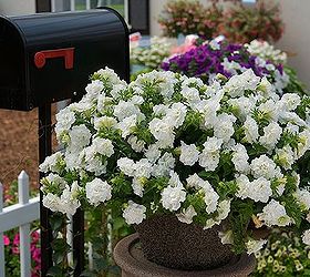 2014 garden trends report restoring and sowing balance in the garden, container gardening, flowers, gardening, Suntory Surfinia Summer Double White