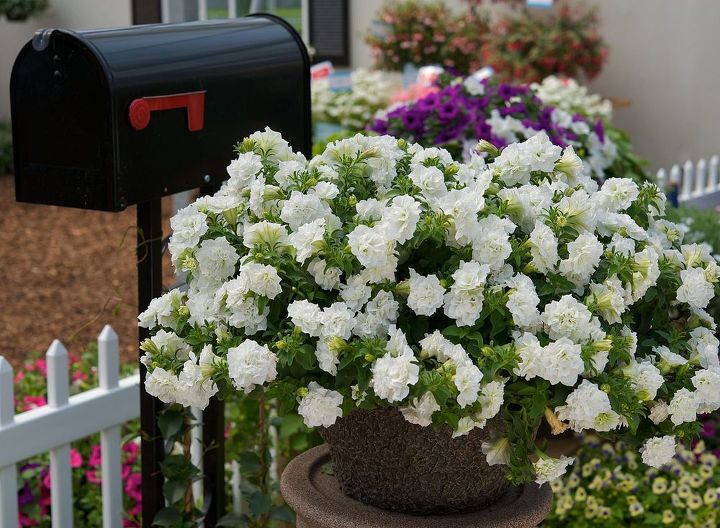 informe de tendencias de jardinera 2014 restaurar y sembrar el equilibrio en el, Suntory Surfinia Summer Double White