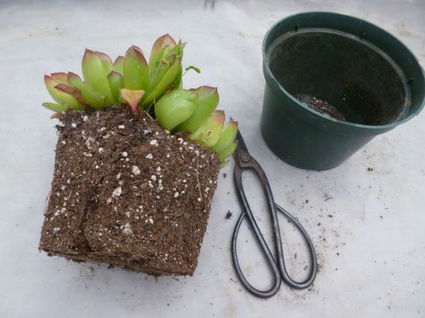 jovibarba heuffelii the odd hardy succulent out, flowers, gardening, succulents, Pull most of the soil off the roots the roots are thick like a carrot at the surface of the soil