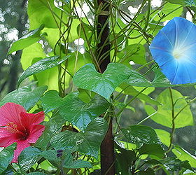 container plants that last till frost, container gardening, flowers, gardening, hibiscus, Morning Glories