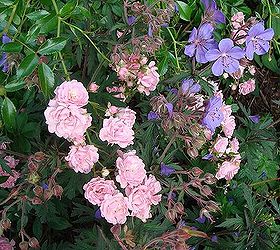 cottage garden flowers, flowers, gardening, outdoor living, Delightful mix of Fairy rose and a purple hardy geranium