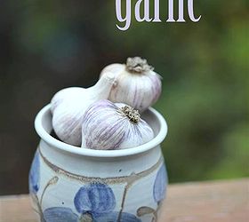 how to grow garlic, gardening