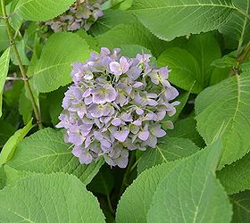 beautiful september flowers, flowers, gardening, hydrangea, I love the purple color that blue hydrangeas turn this time of year