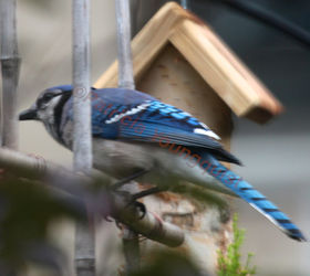 urban hedges part two bamboo trellis, flowers, gardening, outdoor living, pets animals, urban living, A lone blue jay looks west INFO on this bird s antics in my garden is AS WELL AS