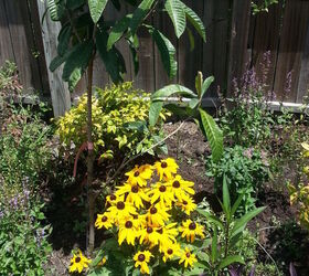 q what could i do to make my frontyard garden pop, gardening, outdoor living, Backyard garden