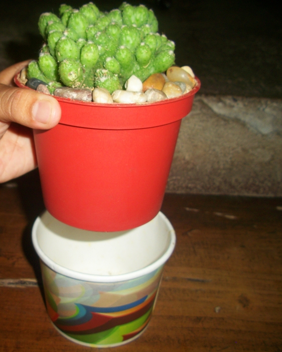 recycle used food cups and add river stones to make your cacti planters daintier, gardening, simply slid each of the cacti planters in the food cups