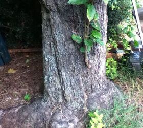can anyone identify this tree i would appreciate it it is located very close to, gardening, 3 same tree
