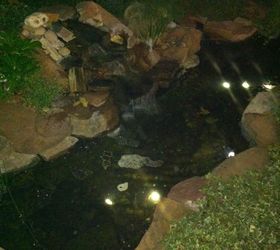 algae in my pond, ponds water features, My pond