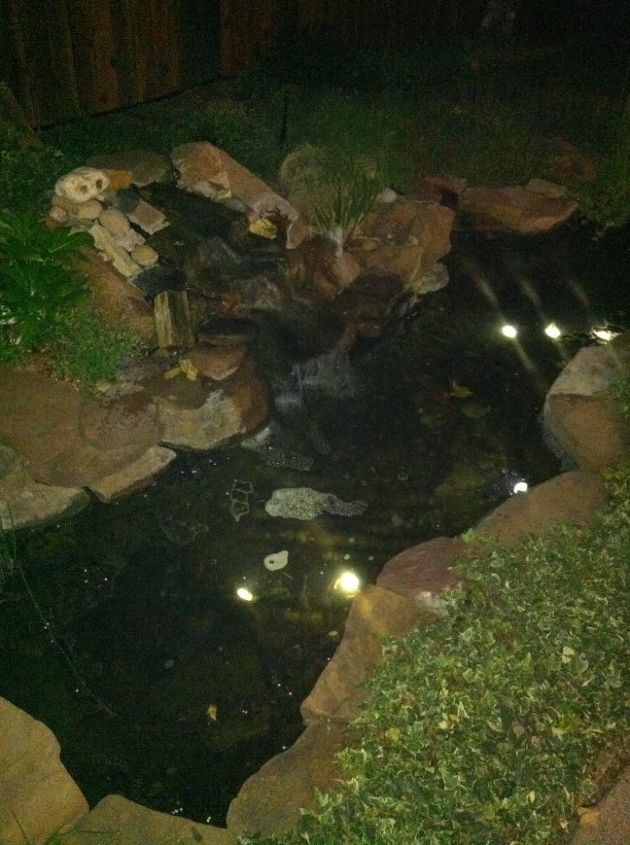 algae in my pond, ponds water features, My pond