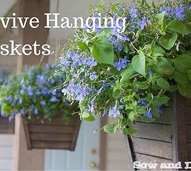 revive hanging baskets, gardening