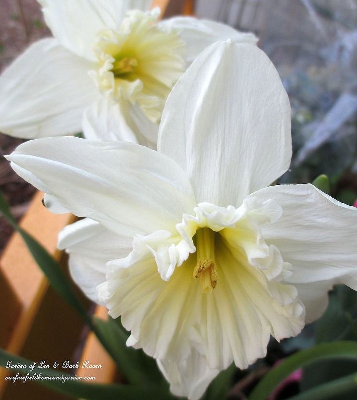 spring is blossoming, gardening, White Daffodils