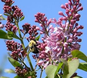 what is blooming at my house today april 24 2013, gardening, lilacs ready to open