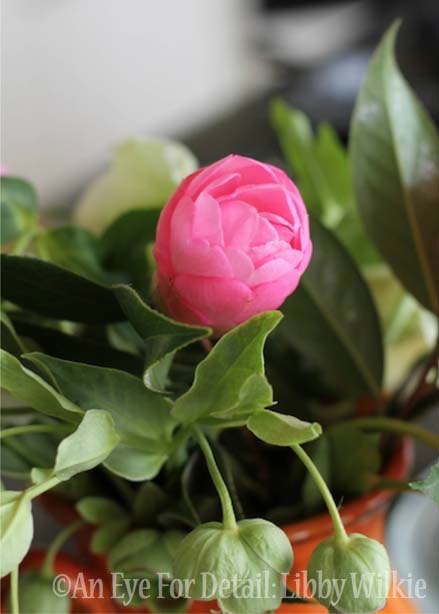 latest in my friday flowers series camellias, flowers, gardening