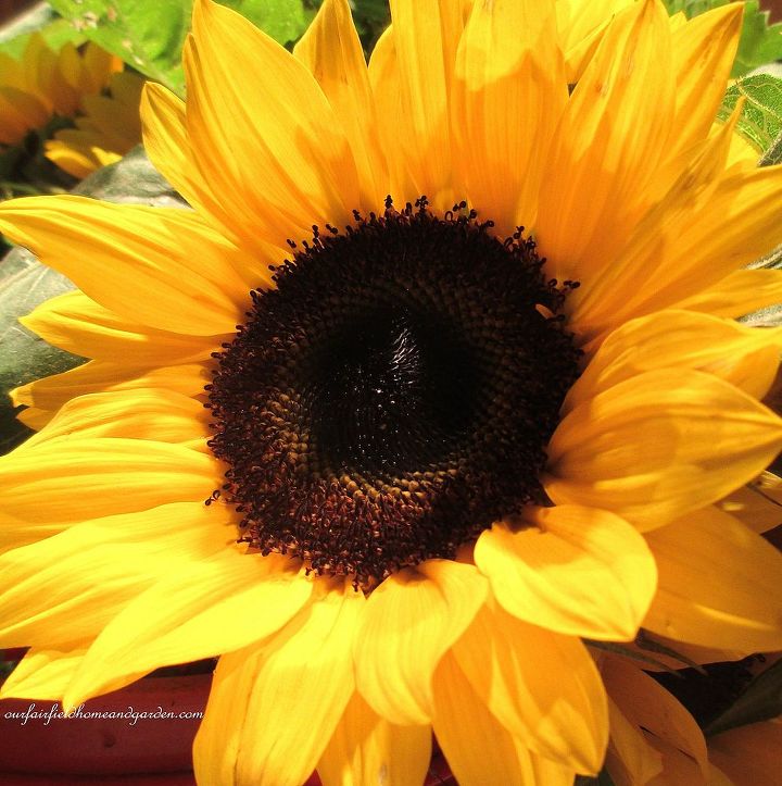 diy project country flower basket, crafts, flowers, gardening, outdoor living, Nothing says Country and Summer like Sunflowers