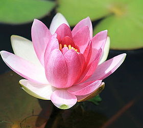 water lilies a great aquatic plant for your water garden, container gardening, gardening, ponds water features