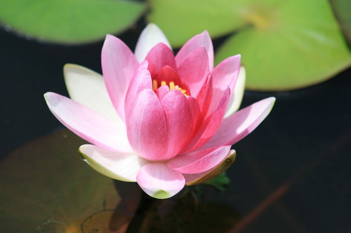 water lilies a great aquatic plant for your water garden, container gardening, gardening, ponds water features