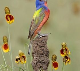 birds, pets animals, Painted Bunting