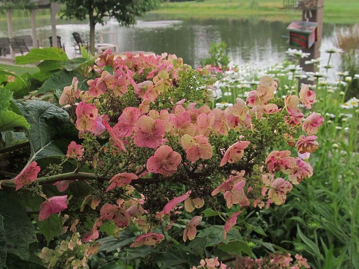 comparte usted las vistas de su jardn para animar a otros a probarlo