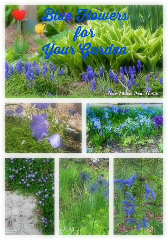 flores azules para tu jardn