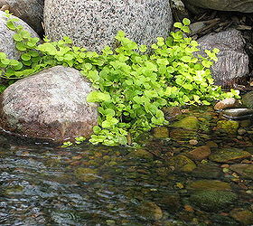 4 tips for success with aquatic plants, gardening, ponds water features