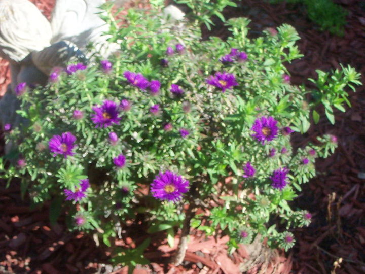 fall colors in the garden, flowers, gardening, hardy aster