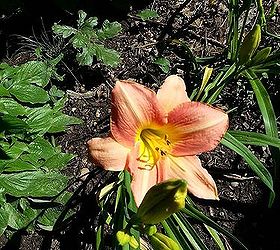 daylily, gardening, I do not care so much for names I am in awe over the beauty
