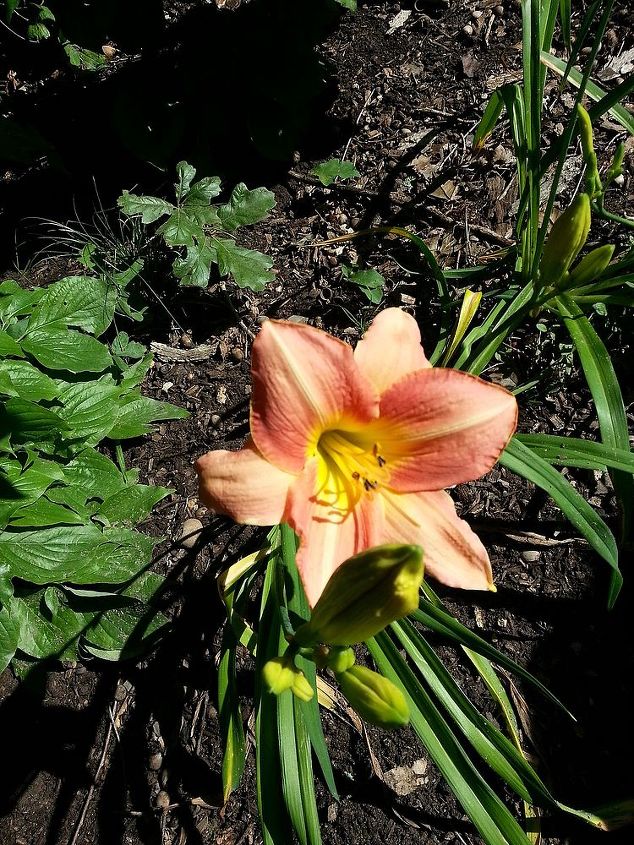daylily, gardening, I do not care so much for names I am in awe over the beauty