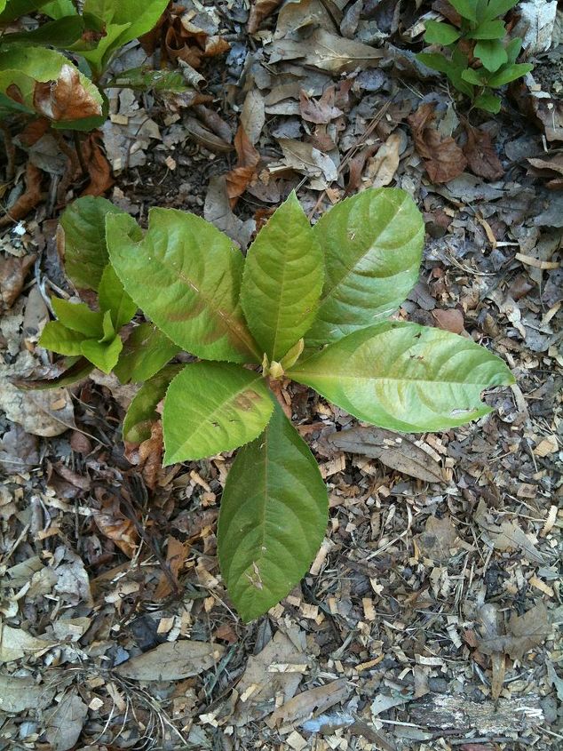 preciso de ajuda para identificar esta plantinha, As folhas est o come ando a mostrar os efeitos de muito sol