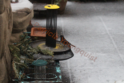 feeding birds niger seeds part two, curb appeal, decks, gardening, outdoor living, pets animals, urban living, Dark Eyed Junco contemplates to eat OR not to eat from the Yellow NIGER Feeder DETAILS on the junco