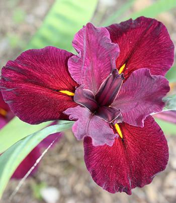 unsung plants for your garden, gardening, Iris x louisiana Red Velvet Elvis via Plant Delights