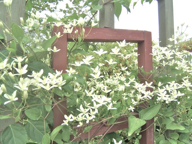 white flowers in the garden, flowers, gardening, Autumn Clematis Sensible Gardening