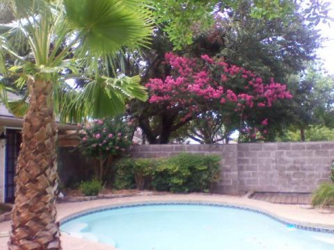 Stray Cats Overtaking My Yard Garden And Areas Around My House Hometalk