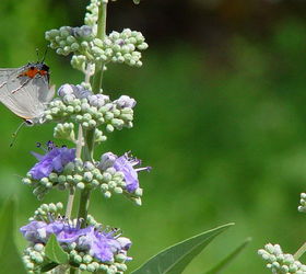 q butterfly and texas lilac, flowers, gardening, pets animals, Butterfly on left grey with orange black marking