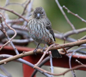 urban hedges part three b kiwi vines, pets animals, urban living, This sweet house finch was featured on TLLG s FB Page with some info re her agenda