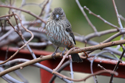 urban hedges part three b kiwi vines, pets animals, urban living, This sweet house finch was featured on TLLG s FB Page with some info re her agenda