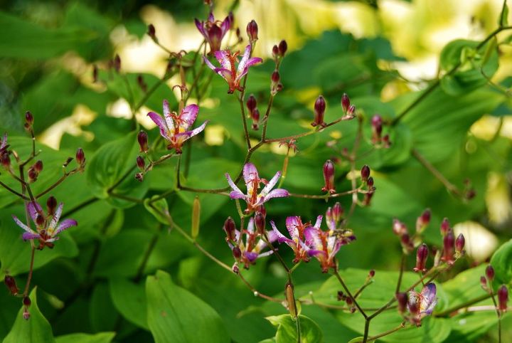 stan hywet s great garden part 2 the cutting garden, flowers, gardening, landscape, This is the shade tolerant flower Tricyrtis Their common name is toad lily from the spots on their petals They are an excellent part sun plant that will grow happily with your hosta and provide flowers for the autumn months