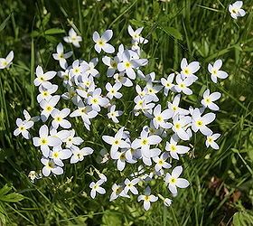 the flowers in my garden so far this spring, flowers, gardening, these come up in my lawn the only two tiny leaves at the base if the stem they are light blue